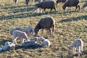 moutons-eyguieres