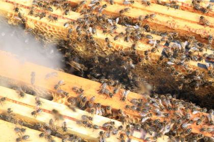 Un coup de pouce à l'Abeille de Ré